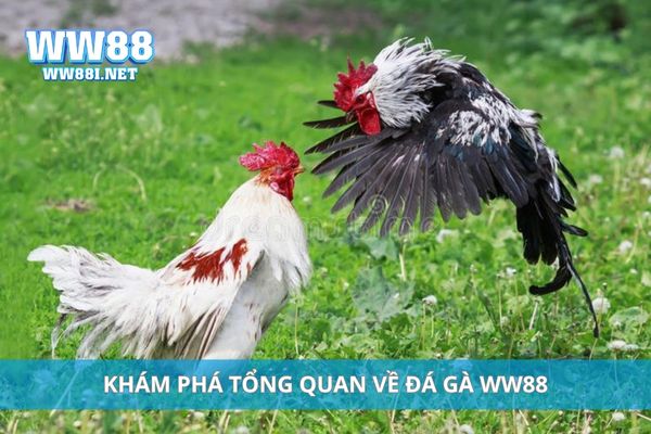 Khám phá tổng quan về đá gà WW88