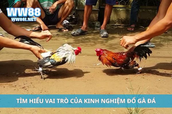 Tìm hiểu vai trò của kinh nghiệm đổ gà đá
