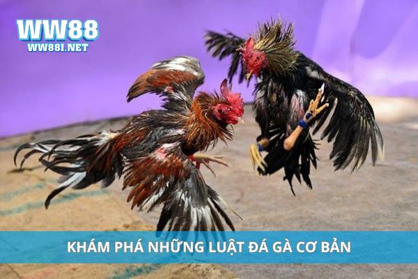 Khám phá những luật đá gà cơ bản